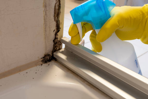 Best Mold Odor Removal Services  in USA